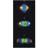 ICC - Anti-gamma Tubulin Antibody [TU-30] (A86254)
