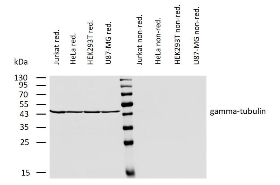 WB - Anti-gamma Tubulin Antibody [TU-30] (A86254)