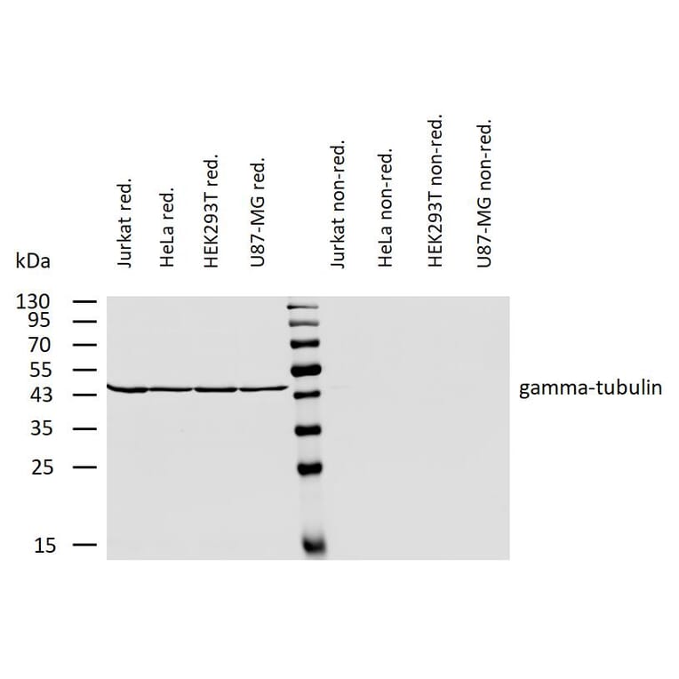 WB - Anti-gamma Tubulin Antibody [TU-30] (A86254)