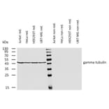 WB - Anti-gamma Tubulin Antibody [TU-30] (A86254)