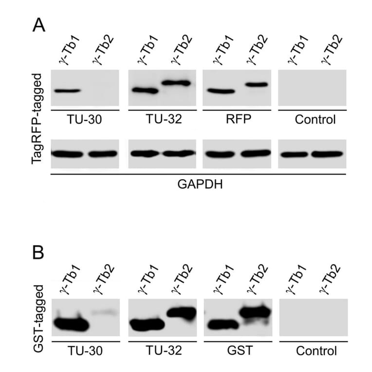 Western Blot - Anti-gamma Tubulin Antibody [TU-30] (A86253) - Antibodies.com