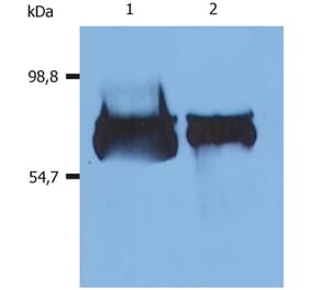 WB - Anti-Human Serum Albumin Antibody [AL-01] (A86266)