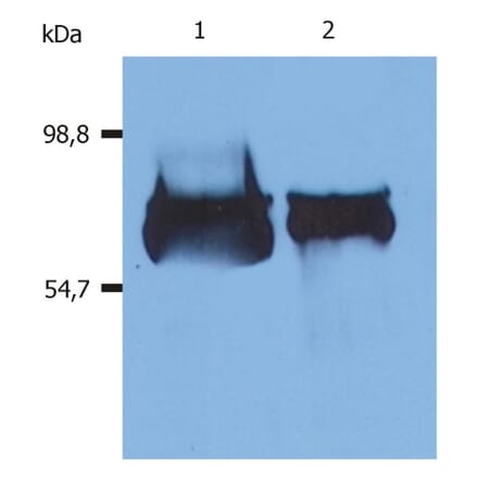 WB - Anti-Human Serum Albumin Antibody [AL-01] (A86266)