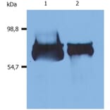 WB - Anti-Human Serum Albumin Antibody [AL-01] (A86266)