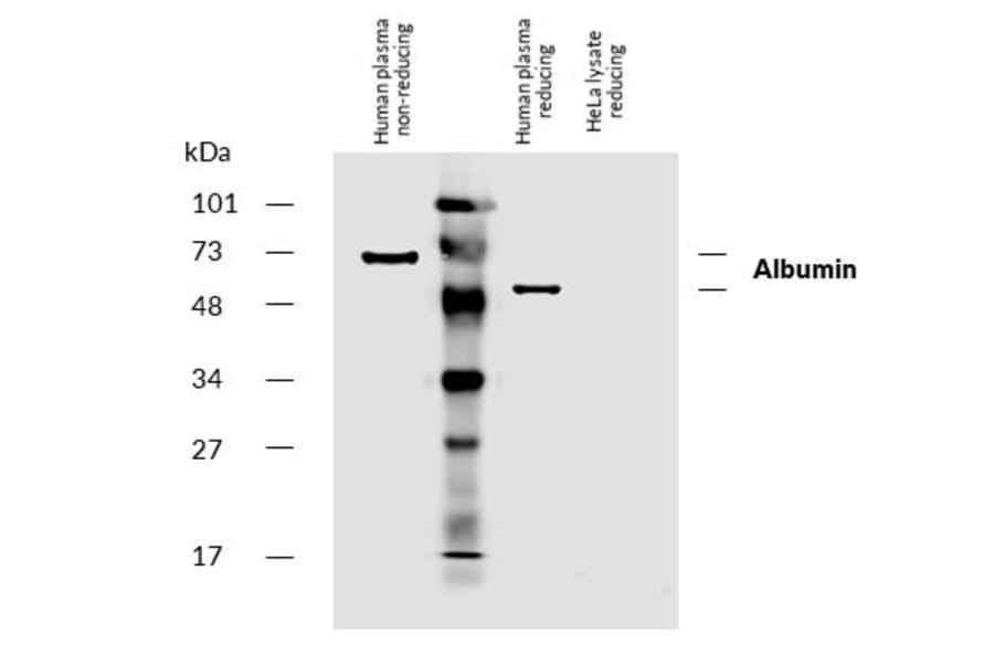 WB - Anti-Human Serum Albumin Antibody [AL-01] (Biotin) (A86269)