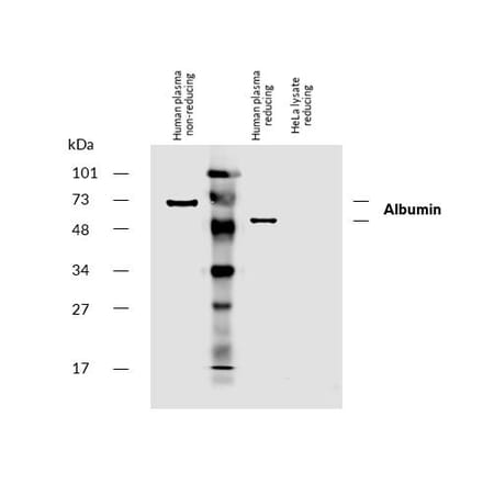WB - Anti-Human Serum Albumin Antibody [AL-01] (Biotin) (A86269)