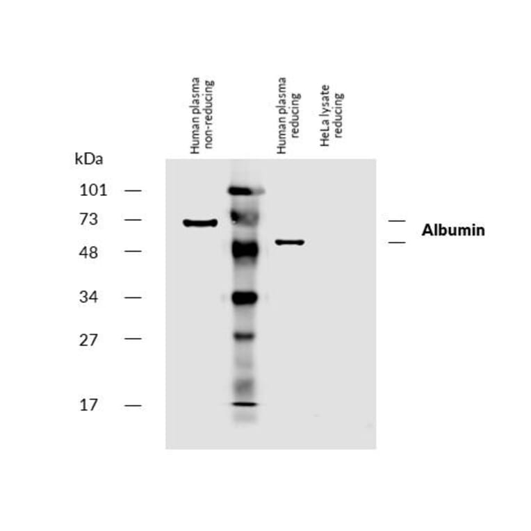 WB - Anti-Human Serum Albumin Antibody [AL-01] (Biotin) (A86269)