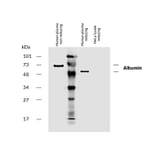 WB - Anti-Human Serum Albumin Antibody [AL-01] (Biotin) (A86269)