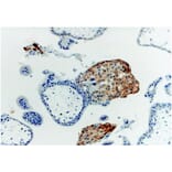 IHC - Anti-HLA G Antibody [MEM-G/1] (A86276)