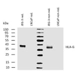 WB - Anti-HLA G Antibody [MEM-G/1] (A86276)