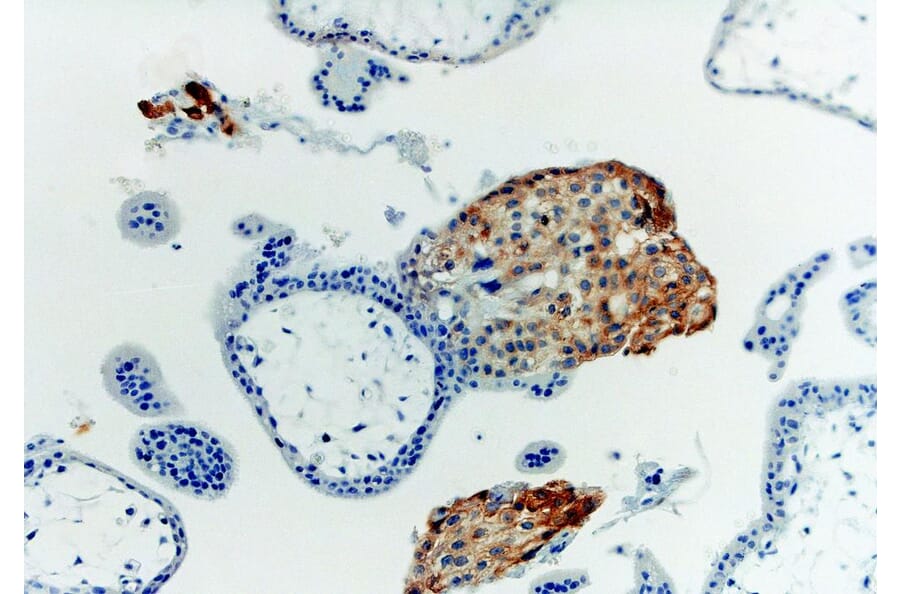 Immunohistochemistry - Anti-HLA G Antibody [MEM-G/1] (A86276) - Antibodies.com