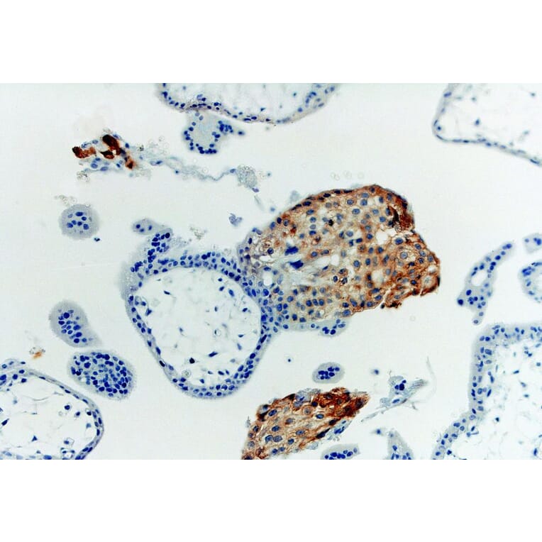 Immunohistochemistry - Anti-HLA G Antibody [MEM-G/1] (A86276) - Antibodies.com
