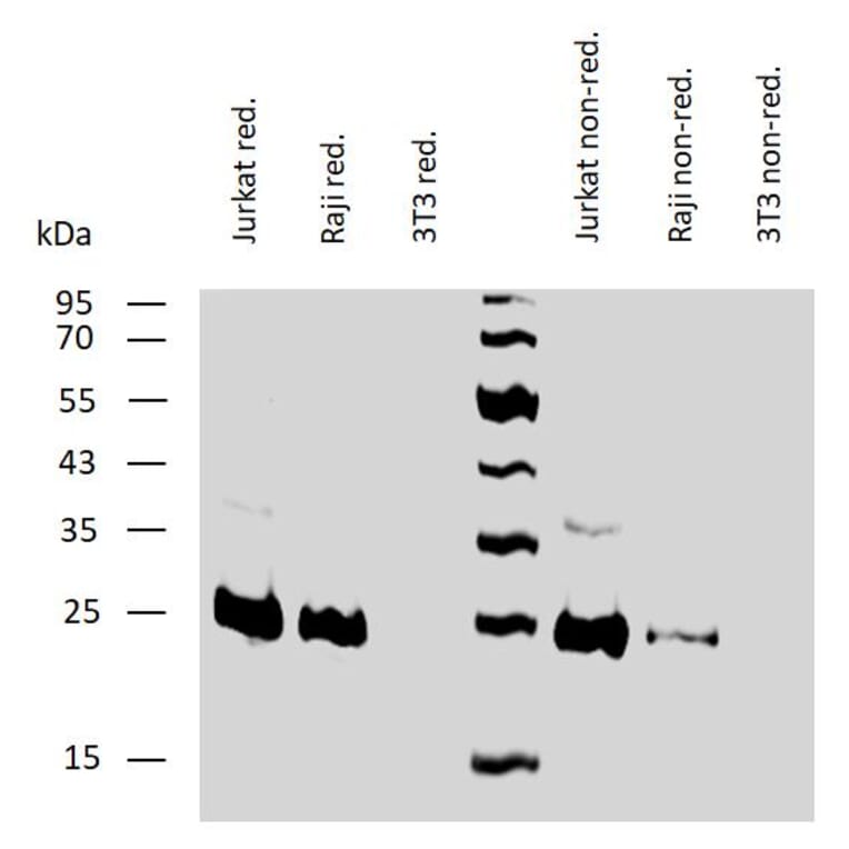 WB - Anti-Bcl-2 Antibody [Bcl-2/100] (A86278)
