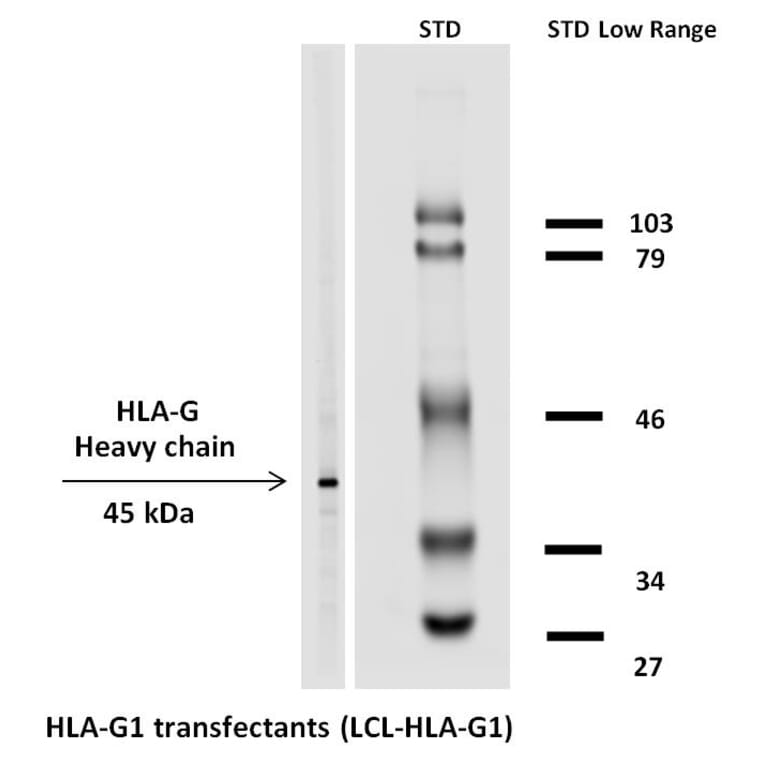 WB - Anti-HLA G Antibody [MEM-G/1] (Biotin) (A86279)