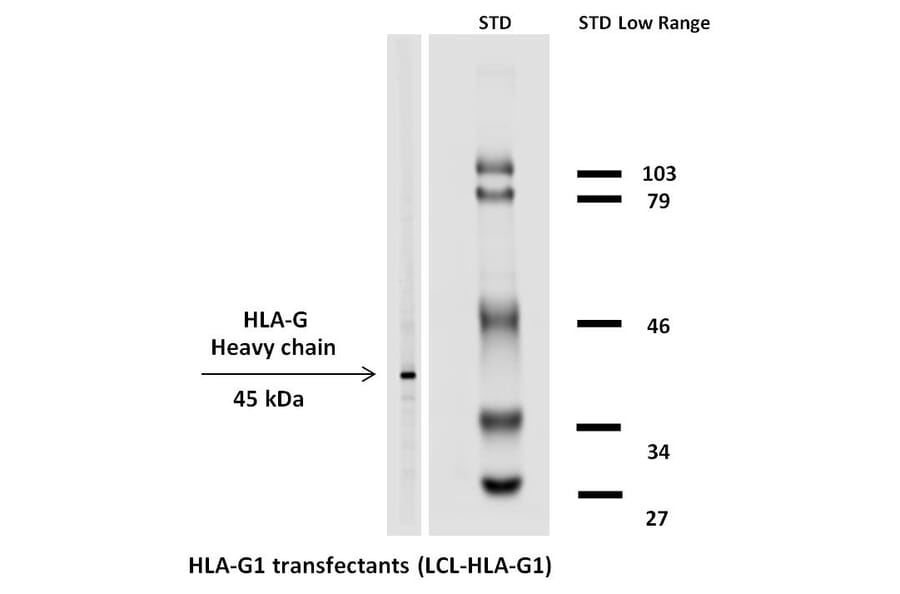 Western Blot - Anti-HLA G Antibody [MEM-G/1] (Biotin) (A86276) - Antibodies.com