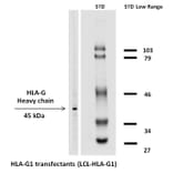 Western Blot - Anti-HLA G Antibody [MEM-G/1] (Biotin) (A86276) - Antibodies.com