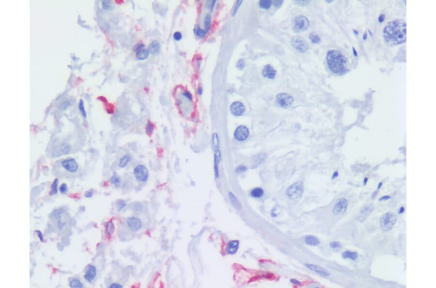 IHC - Anti-p75 NGF Receptor Antibody [NGFR5] (A86284)