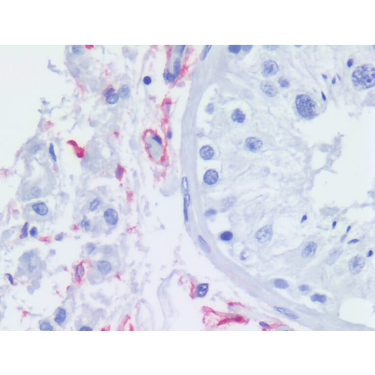 IHC - Anti-p75 NGF Receptor Antibody [NGFR5] (A86284)