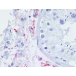 IHC - Anti-p75 NGF Receptor Antibody [NGFR5] (A86284)