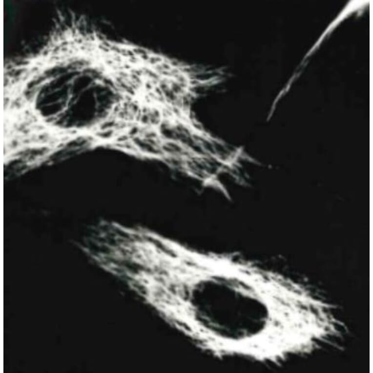 ICC - Anti-Vimentin Antibody [VI-01] (A86296)