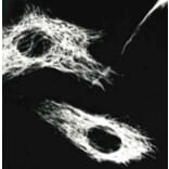 ICC - Anti-Vimentin Antibody [VI-01] (A86296)
