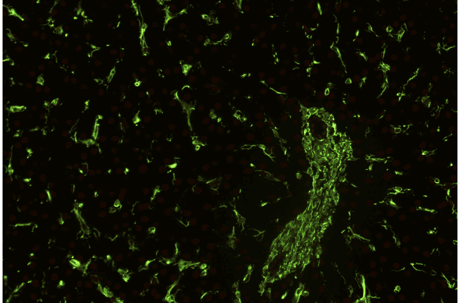 IHC - Anti-Vimentin Antibody [VI-01] (A86296)