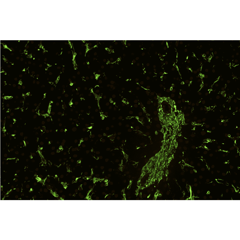 IHC - Anti-Vimentin Antibody [VI-01] (A86296)