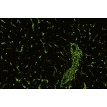 IHC - Anti-Vimentin Antibody [VI-01] (A86296)