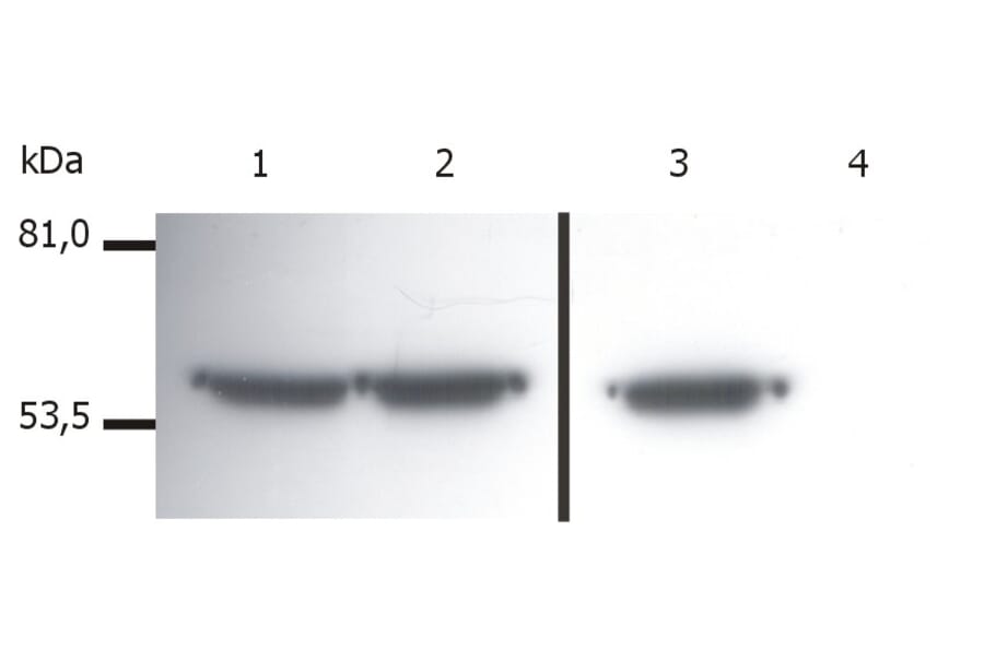 Western Blot - Anti-Vimentin Antibody [VI-01] (A86296) - Antibodies.com