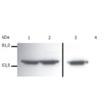 Western Blot - Anti-Vimentin Antibody [VI-01] (A86296) - Antibodies.com