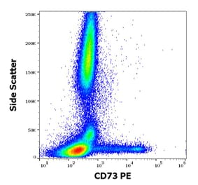 Flow Cytometry - Anti-CD73 Antibody [AD2] (PE) (A86303)