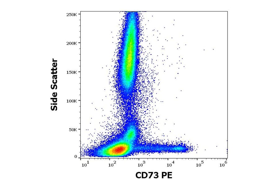 Flow Cytometry - Anti-CD73 Antibody [AD2] (PE) (A86303)