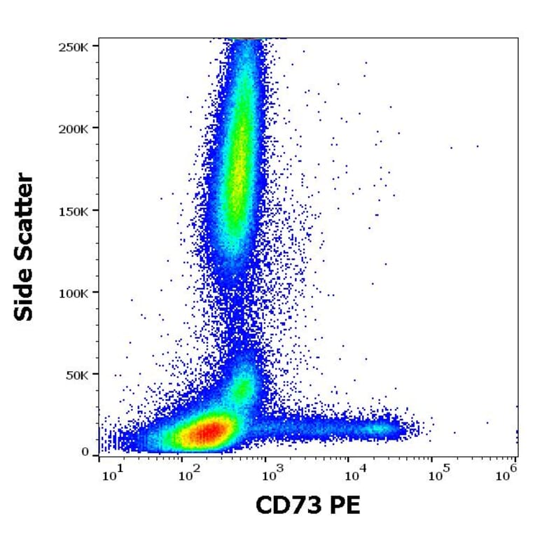 Flow Cytometry - Anti-CD73 Antibody [AD2] (PE) (A86303)
