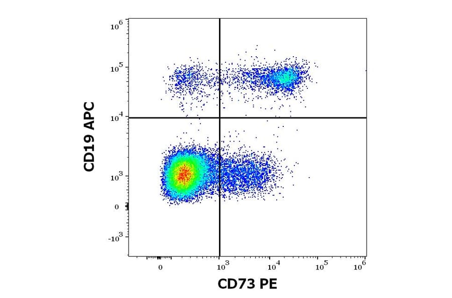 Flow Cytometry - Anti-CD73 Antibody [AD2] (PE) (A86303)