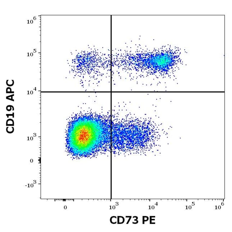 Flow Cytometry - Anti-CD73 Antibody [AD2] (PE) (A86303)