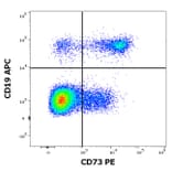 Flow Cytometry - Anti-CD73 Antibody [AD2] (PE) (A86303)