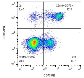 Flow Cytometry - Anti-CD73 Antibody [AD2] (PE) (A86302) - Antibodies.com