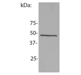 WB - Anti-NCK1 Antibody [EM-06] (A86308)