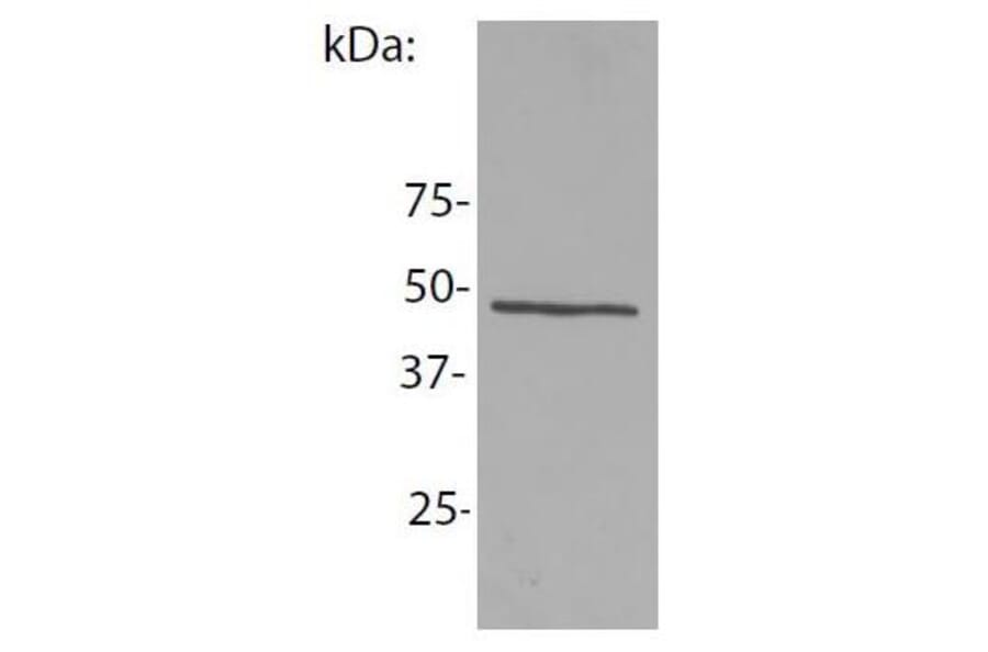 WB - Anti-NCK1 Antibody [EM-06] (A86308)