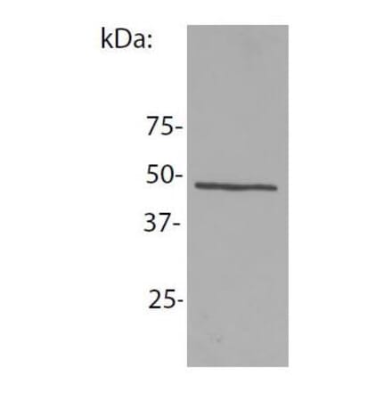 WB - Anti-NCK1 Antibody [EM-06] (A86308)