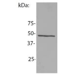 WB - Anti-NCK1 Antibody [EM-06] (A86308)