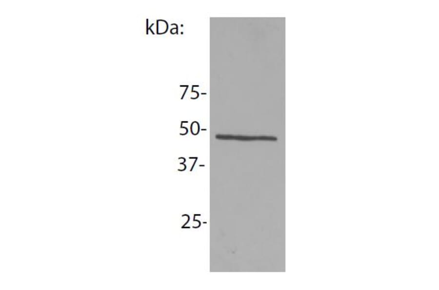 Western Blot - Anti-NCK1 Antibody [EM-06] (A86307) - Antibodies.com