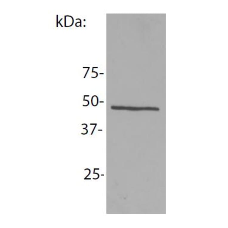 Western Blot - Anti-NCK1 Antibody [EM-06] (A86307) - Antibodies.com