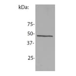 Western Blot - Anti-NCK1 Antibody [EM-06] (A86307) - Antibodies.com