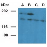 WB - Anti-Ubinuclein 1 Antibody [UBN1-02] (A86314)