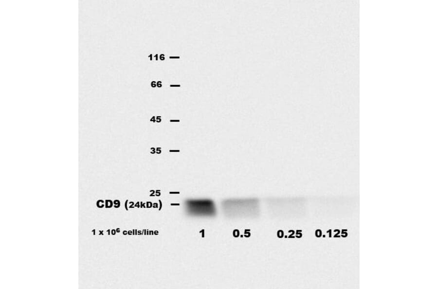 WB - Anti-CD9 Antibody [EM-04] (A86315)