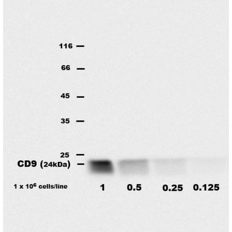 WB - Anti-CD9 Antibody [EM-04] (A86315)