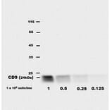 WB - Anti-CD9 Antibody [EM-04] (A86315)