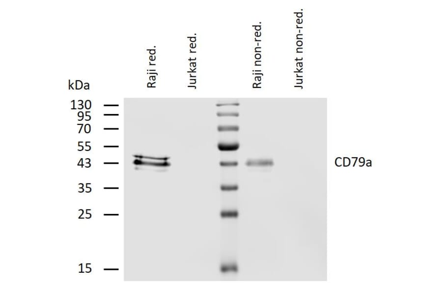 WB - Anti-CD79a Antibody [HM47] (A86331)