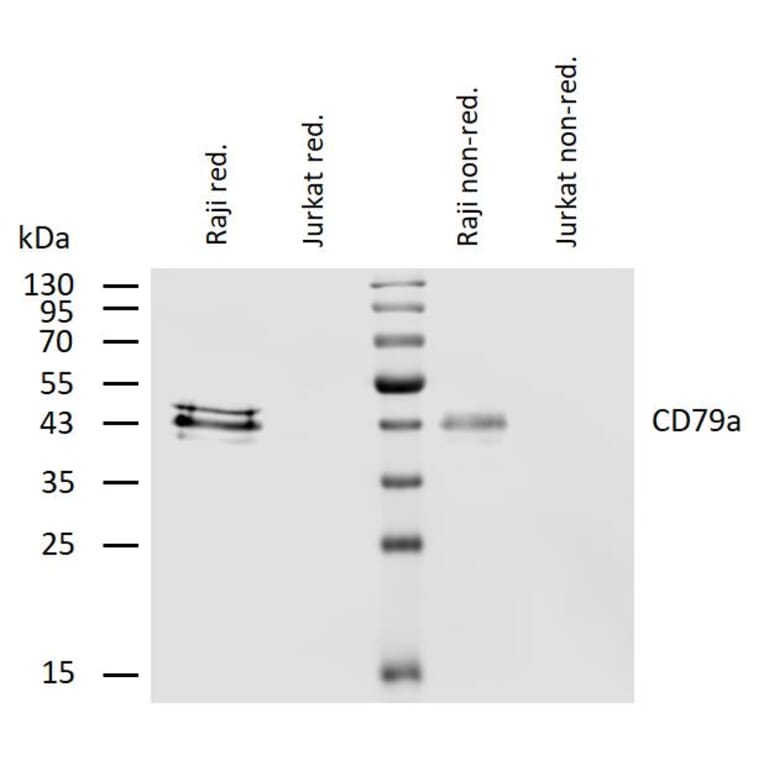 WB - Anti-CD79a Antibody [HM47] (A86331)